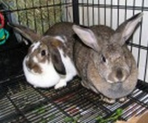 Betsy – In Memoriam