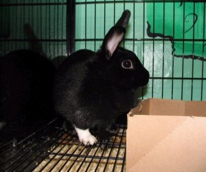 Blackie – In Memoriam