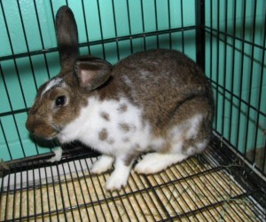 Bosco – In Memoriam