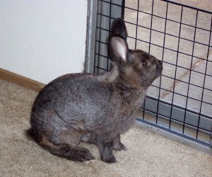 Bradley – In Memoriam