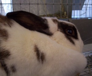 English Spot – In Memoriam