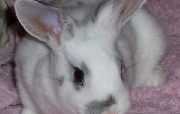 Bun – In Memoriam