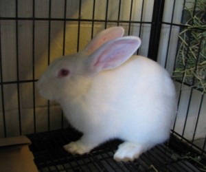 Buzz – In Memoriam