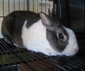 Cadburry – In Memoriam