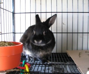 Chester – In Memoriam