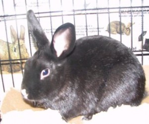 Clover – In Memoriam