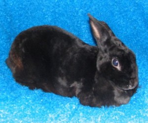 Coco – In Memoriam