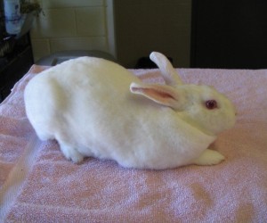 Crystal – In Memoriam