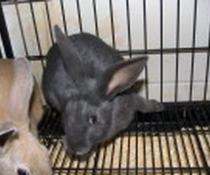 Cupcake – In Memoriam