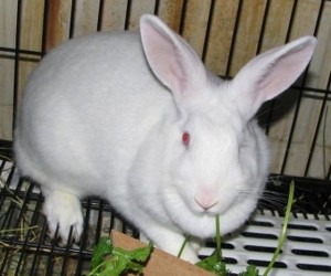 Daisy – In Memoriam