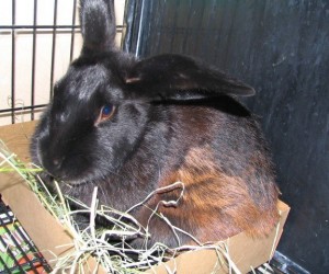 Daphne – In Memoriam