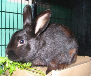 Denzel – In Memoriam