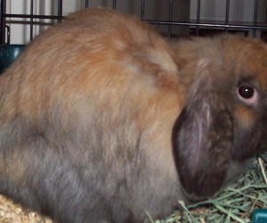 Dolly – In Memoriam