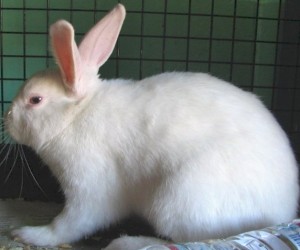 Frank – In Memoriam