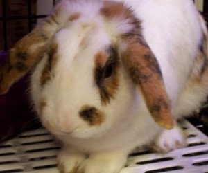 Freckles – In Memoriam