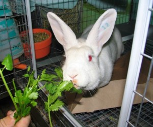 Harlow – In Memoriam