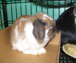 Harmony – In Memoriam