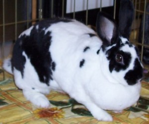 Harelequin – In Memoriam