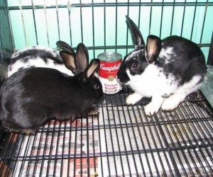 Janet – In Memoriam