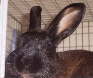 Kylie – In Memoriam