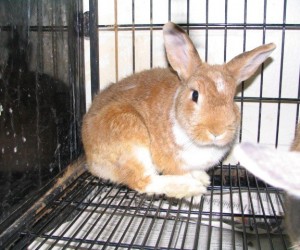 Lorelei – In Memoriam