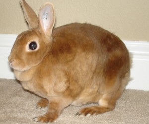 Mitzi – In Memoriam