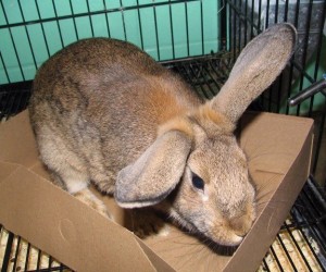 Muffin – In Memoriam