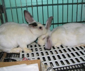 Nadia & Nella – In Memoriam