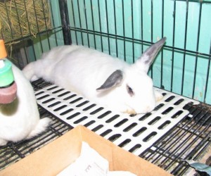 Nikki – In Memoriam