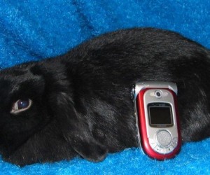 Palmer – In Memoriam