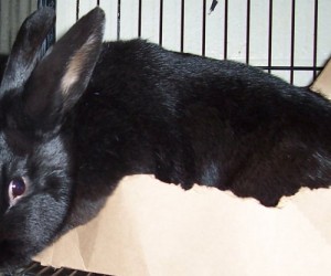 Paula Parsley – In Memoriam