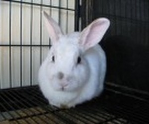 Pearl – In Memoriam