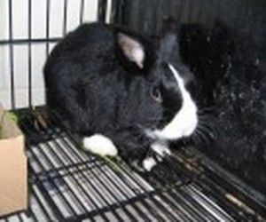 Pee Wee – In Memoriam