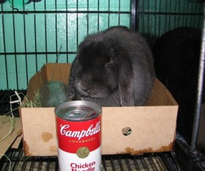 Penelope – In Memoriam