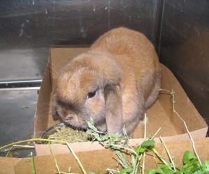 Penny – In Memoriam