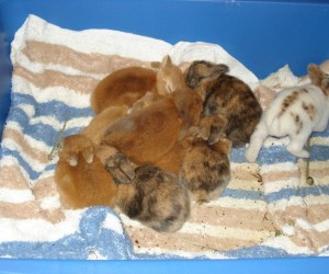 Poppy’s Babies – In Memoriam