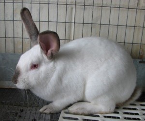 Rambo – In Memoriam