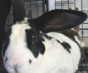 Rascal – In Memoriam