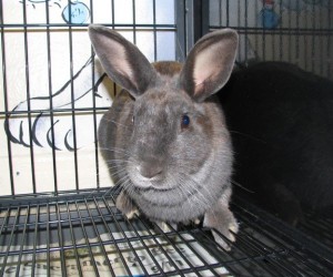 Shelly – In Memoriam