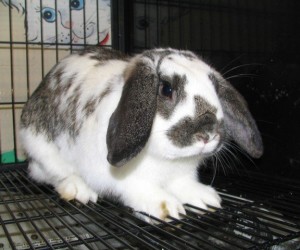 Sherman – In Memoriam