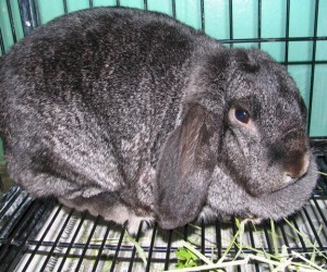 Smokey – In Memoriam