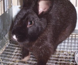 Spot – In Memoriam