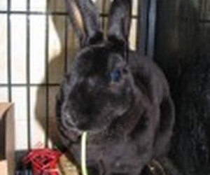 Sugar – In Memoriam