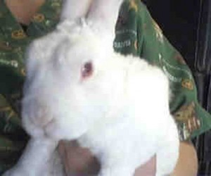 Sweet – In Memoriam