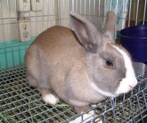 Tawny – In Memoriam