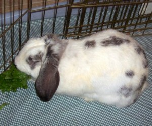 Willow – In Memoriam