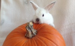 Baby pumpkin 2