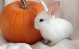 baby pumpkin 1