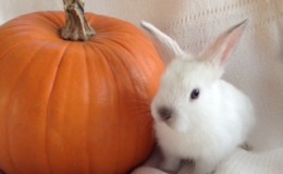 baby pumpkin