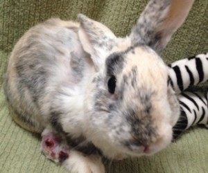 Prince Charming – Life wasn’t so charming